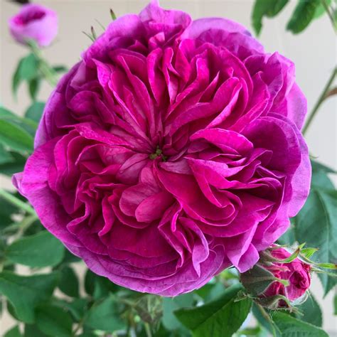 ‘Charles de Mills’ Gallica Rose