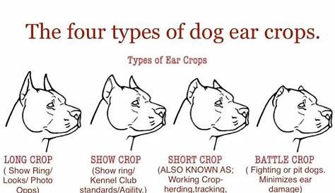 Chart Cane Corso Ear Crop Styles