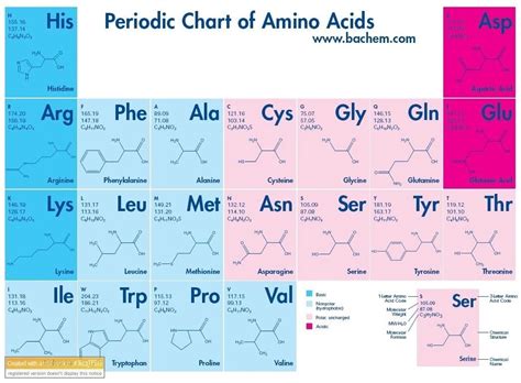 Chart Of Amino Acids