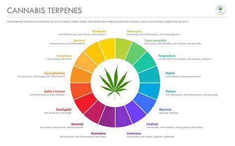 chart of terpenes in cannabis