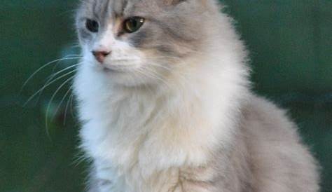 Résultat de recherche d'images pour "chat gris et blanc