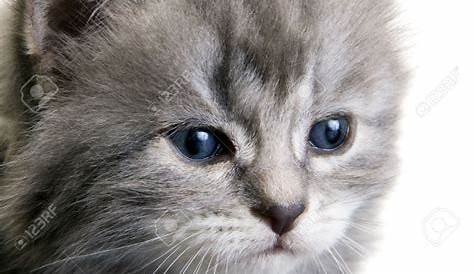 Portrait d'un chaton gris avec yeux bleu foncé sur fond