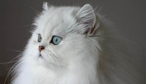 Plus de 400 chinchilla chat persan blanc 201370Chat