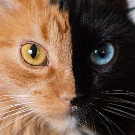 Ces 22 photos montrent à quel point cette chatte à deux faces appelée