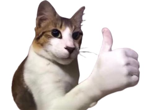 4 Faits sur les chats polydactyles alias chats pouces Raleigh Cats Guinguette Marais Poitevin