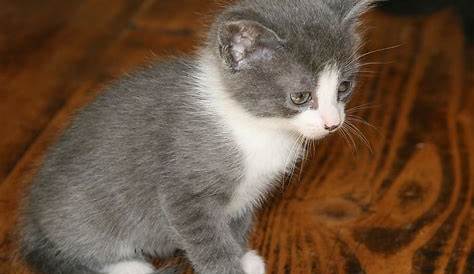 Chaton gris avec pattes blanches dormant doucement dans sa