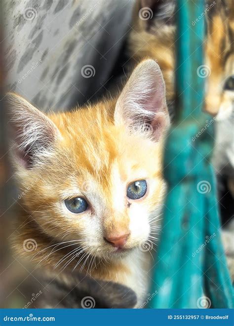 Pin on Les plus belles chattes que je connaisse