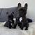 cheap french bulldog puppies under $500 in ohio