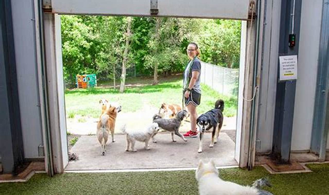 Discover 7 Budget-Friendly Pet Boarding Gems in NYC