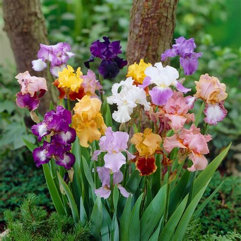 Cheap Bearded Iris Bulbs