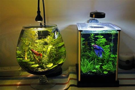 cheap betta fish tank