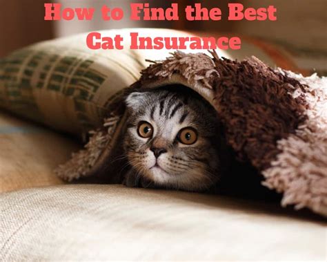 cheap cat insurance quotes