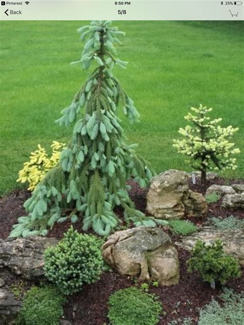 Cheap Evergreen Trees