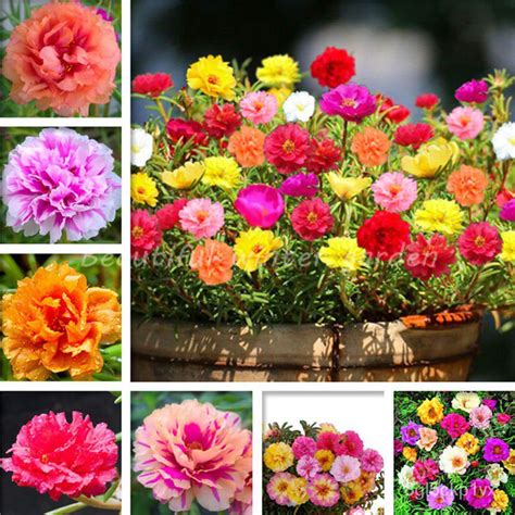 Cheap Flower Seeds