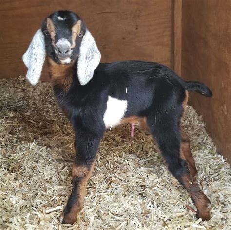 cheap goats for sale near me farm