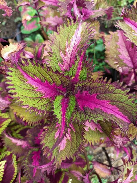 Cheap Good Quality Flowers