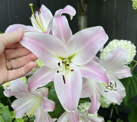 Cheap Lily Flower Types