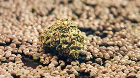 cheap marijuana seeds canada
