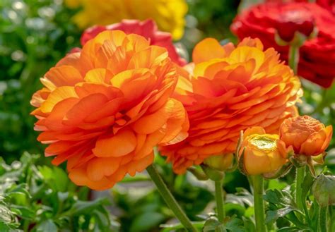 cheap orange flowers for garden