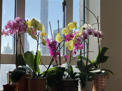 cheap orchids