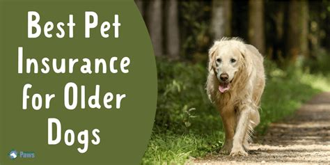 cheap pet insurance for old dogs