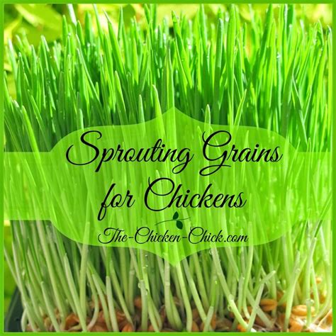 Cheap Sprouts For Chickens