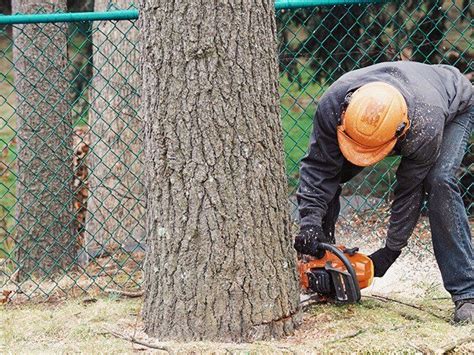 Cheap Tree Removal Sydney