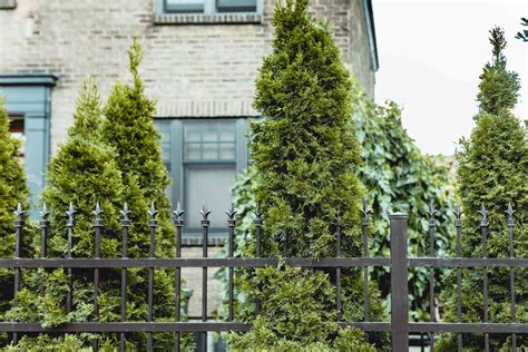 Cheap Trees For Privacy Uk