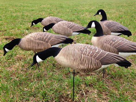 cheap used goose decoys