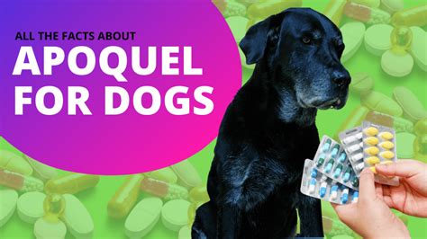 Buy Apoquel For Dogs Online buypharma.md