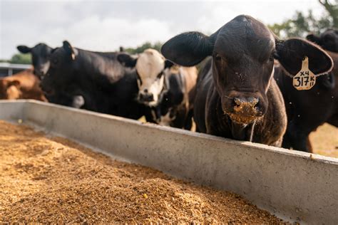 Cheapest Feed For Cattle