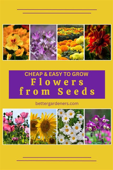 Cheapest Flower Plants