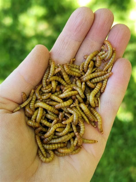 Cheapest Live Mealworms