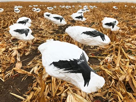 cheapest snow goose decoys