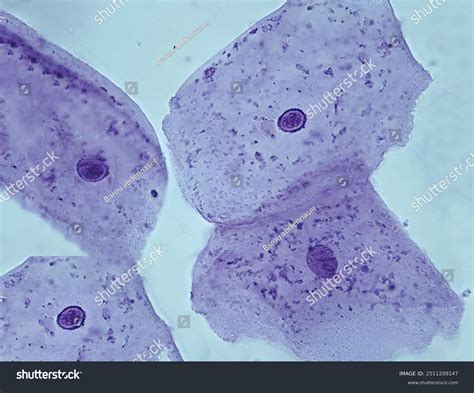 Unveiling the微观世界: Exploring Cheek Cells Under a Microscope