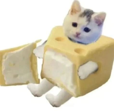 Cheese It The Cat