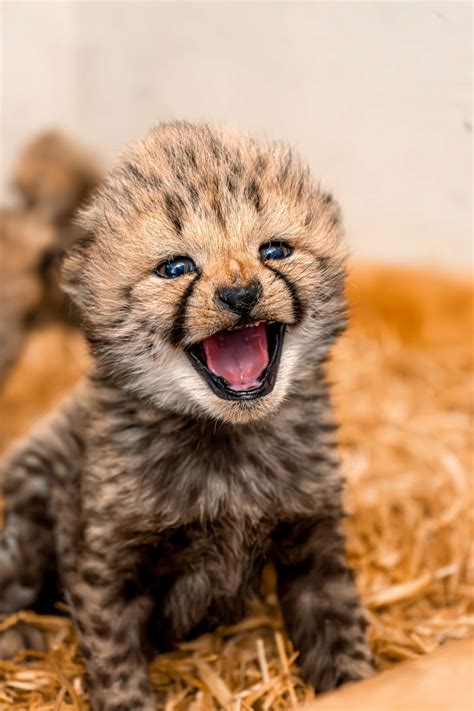 cheetah+cub