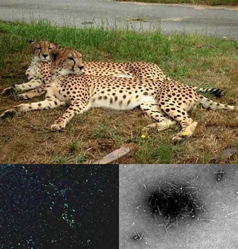 Cheetah Fossils Evolution