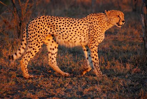 cheetah from south africa