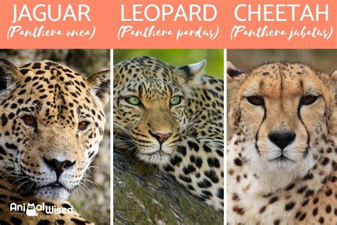 cheetah vs leopard vs jaguar vs panther