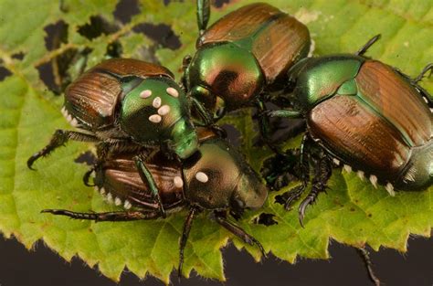 How To Control Japanese Beetles Organically Get Busy Gardening