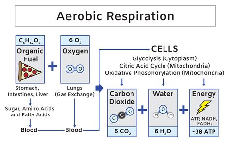 Cellular respiration