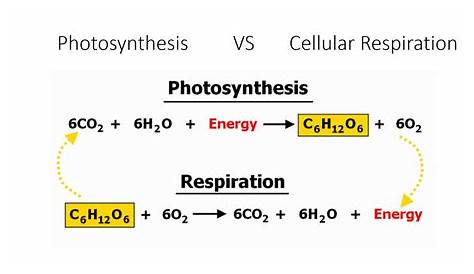 Chemical Equation For Photosynthesis And Cellular Respiration Word Word