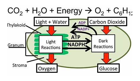 Chemical Equation For Photosynthesis Reactants Balanced Of Help And FAQs