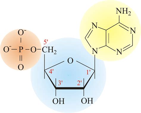 What Are the Three Parts of a Nucleotide?