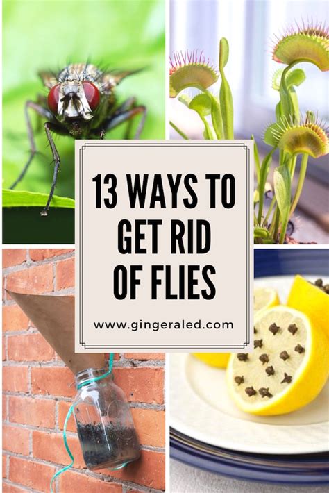 Natural Ways to Get Rid of House Flies House fly traps, House fly