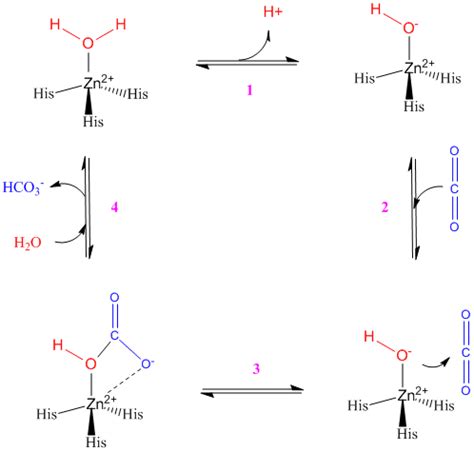 chemical nature of carbonic anhydrase is