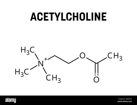chemical structure of acetylcholine