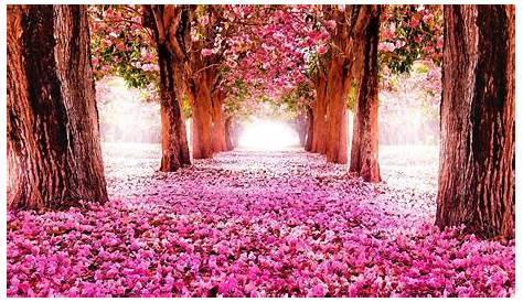 Chemin En Bois Avec De Belles Fleurs En Parc Image stock