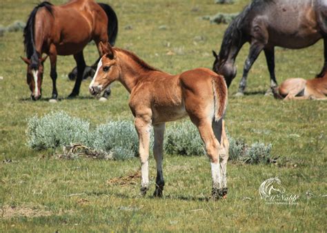 Cheney Ranch Wyoming
